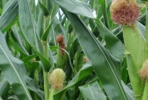 金奥16玉米栽培技术要点，中抗茎腐病22.0%MR