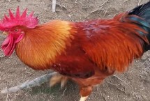 小公鸡的市场价格，不同地区的售价有所差异