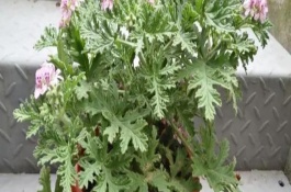 驱蚊草怎么繁殖，生长需要充足的光线照