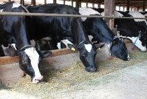 奶牛的养殖周期，需规划出消毒室、消毒池、产房、牛舍及其它相关设施