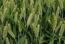 周麦45号小麦栽培技术要点，半冬性品种