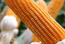 桂甜糯631玉米栽培技术要点，一次性播种全苗