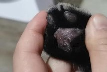 猫咪脚掌脱皮的原因，可能是缺乏维生素B或天气干燥等