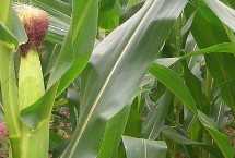 同丰161玉米栽培技术要点，适宜播期4月下旬至5月上旬