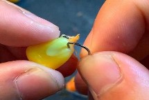 用嫩玉米钓鱼的效果，吸引力较强、垂钓效果良好