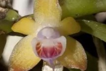 蛇舌兰的生长习性，在我国主产于福建、广西、云南等省份