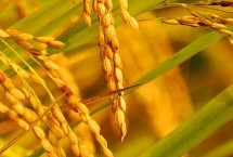 荟丰优3545水稻栽培技术要点，稻瘟病区注意防治稻瘟病