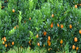 脐橙一般打几次农药，土壤厚度不可低于0.8m