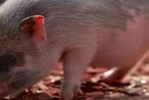 猪蹄很大是老母猪么，可以从价格、蹄筋和脚趾来区分