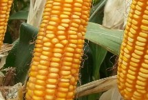 嘉图188玉米栽培技术要点，中抗穗腐病