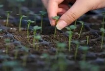 茄果类蔬菜秋冬季节育苗禁忌，播种后要注意通风遮阳