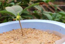 桂花分公母吗，通常采用播种繁殖、嫁接繁殖、扦插繁殖、压条繁殖