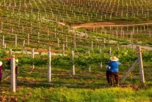 家庭农场的认定标准，分查询、申请和审查三步