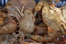 怎么挑选岩头蟹，原产地在日本、朝鲜和马来西亚