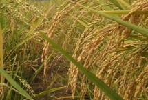 花优992水稻栽培技术要点，该品种基部叶叶鞘绿色