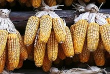 誉成8玉米栽培技术要点，确定最佳的播种期