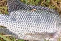 代表物种，属于杂食性淡水鱼类