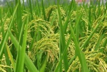 南新优698水稻栽培技术要点，晚造全生育期115～117天