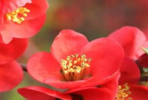 海棠花扦插繁殖方法，在每年4-5月进行