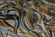 一亩泥鳅的真实产量，现已在国内推广养殖