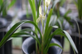 建兰叶子发黄怎么处理，春季每隔20天追施一次复合肥液