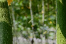 丝瓜何时打尖才能结果多，可能是缺少肥料、浇水过多等