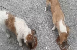 犬冠状病的病因与流行病学特征，急性发作的病犬会出现呕吐、高烧等症状