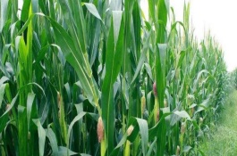 甘甜1号玉米栽培技术要点，高抗红叶病