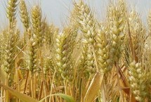 中梁41号小麦栽培技术要点，适宜播种期9月20日～28日