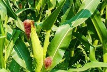 德单188玉米栽培技术要点，高抗茎腐病