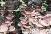 种植香菇注水后要闷棚多久，培养料要经堆制发酵处理