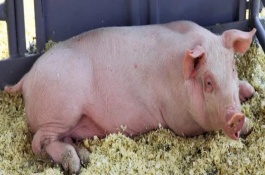 母猪一年可以生几窝，夏季注意增加饮水