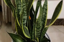 虎皮兰叶子上有竖皱纹怎么办，需要将其从基部剪除