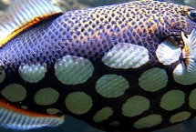 养鱼老三样是什么，是指换水、升温和下盐