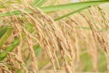 平两优3号水稻栽培技术要点，每亩插足基本苗8万以上