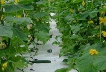 黄瓜只开雄花不开雌花如何处理，可喷乙烯利或乙酸钠盐