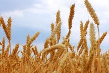 金麦2号小麦栽培技术要点，每亩适宜基本苗18～24万