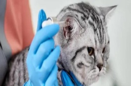 猫咪耳螨会不会传染给人，及时清洁耳朵并涂抹耳螨药膏治疗