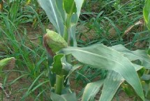 K1998玉米栽培技术要点，播种时一次性施足底肥