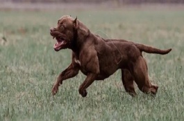 比特犬看家怎么样，咬合力不同