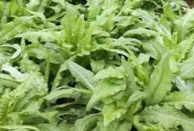 莴笋怎么管理，6月适宜播种