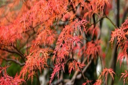 枫树在什么季节盛开，在每年的9-10月盛开