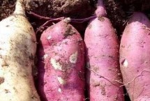 种植紫薯怎么施肥，将种薯排放在苗床上、再覆土施肥并做好管理