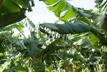 种香蕉施什么肥，按不同的生长时节来决定