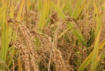 绿香晶占水稻栽培技术要点，每亩基本苗达到6-7万苗