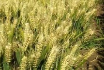 天谷红宝5号小麦栽培技术要点，每亩适宜基本苗18～22万