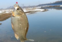 冬季野钓鲫鱼饵料配方，腥味重的活饵或拉饵更有吸引力