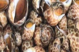 黄螺如何清洗处理，主要产自于东南沿海