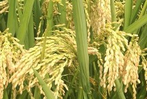云大107水稻栽培技术要点，籼型多年生稻品种