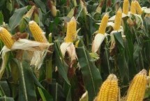 石玉9号玉米栽培技术要点，注意病虫害防治